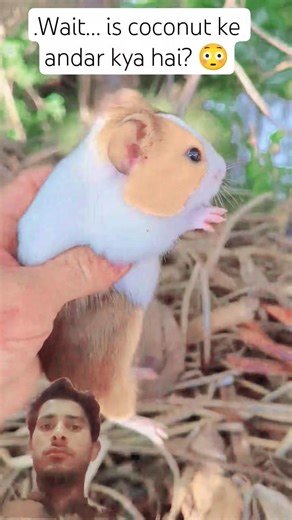 Naughty Hamster Hiding Inside Coconut! #short 😱🐇
