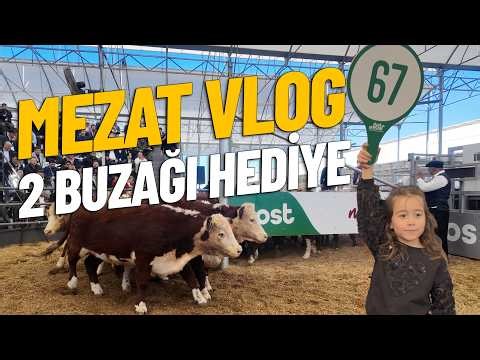 AUCTION VLOG / 2 CALVES GIVEN AWAY AS GIFTS 🐄🐄🍀