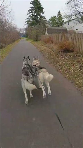 3 Huskies vs. The Squirrel Gauntlet 🐿️🐺 #husky #squirrel #welltrained #gooddogs