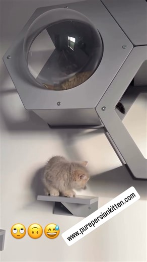 Adorable Persian Kittens For Adoption  These fluffy, playful bundles...