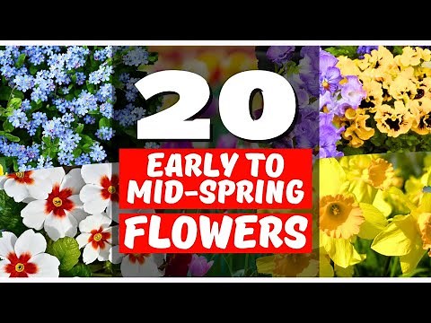 20 Gorgeous Early to Mid-Spring Flowers to Brighten Your Garden!
