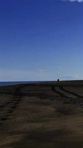 How fast can a bear run? Pretty fast! Even this bear who was running at an easy-going lope still managed to cover a lot of group very fast! #offgridliving #offgrid #Alaska #alaskalife #alaskaadventure | Brooke Bartleson Wildlife