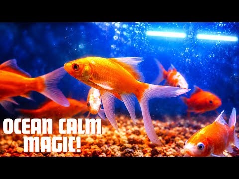 Ultimate Dreamy Aquarium 🐟 Stress Relief & Relaxation‌‌ #relaxingvideo #aquariumfish 