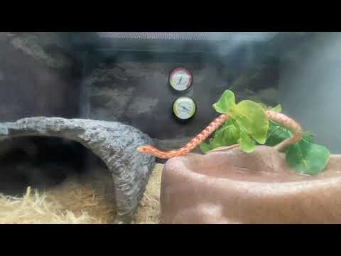 Snake at pet store
