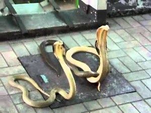Dancing Cobras