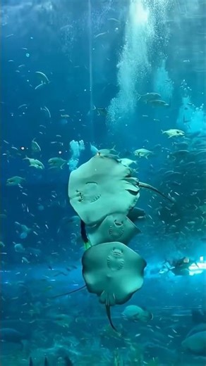 Most Beautiful Aquarium in Phu Quoc Vietnam - see the Mermaid Show at VinWonders (Details in desc ↓)