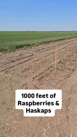 My husband just planted 1,000 feet of raspberry and haskap bushes like it was a casual Tuesday. Hardworking, grounded, and always thinking ahead—this guy doesn’t just grow food, he grows our future. I bake the cookies. He grows the berries. Power couple energy. ❤️🌱 #NoGlutenKneaded #FarmHusbandGoals #BerrySweetLife #PowerCoupleInThePrairies #HaskapHero #RaspberryRealness #GratefulHeart #Saskatchewanfarming | No Gluten Kneaded by Melissa