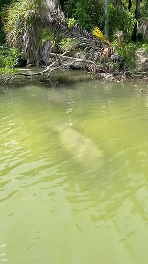 Discover the Majestic World of Manatees in Florida
