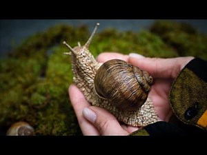 Polymer Clay Snail