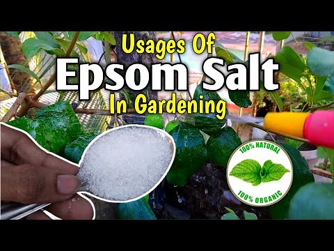 What Is Epsom Salt | How To Use Epsom Salt | Magnesium Sulphate | Organic Fertilizer