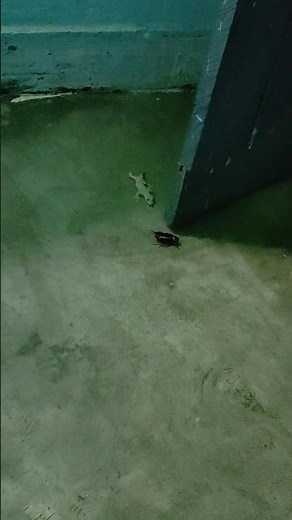 lizard 🦎 vs Cockroach 🪳