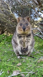 2.5M views · 65K reactions | Peekaboo from the pouch! 﫣 ✋ To help quokkas thrive, please keep a respectful distance and never touch or feed them. If a quokka approaches you, step back slowly to give it space. They're naturally curious, but it's important we don't encourage close contact, especially with mums and joeys.  (IG) a_paradise_on_perth | Rottnest Island, Western Australia | Facebook