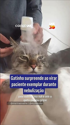 Kitten surprises everyone by becoming an exemplary patient during nebulization.