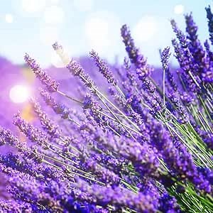 Set 2 Lavender Plants Live, Lavandula Perennial Flower Plants Indoor Outdoor, Well Rooted 4 to 8 Inch Tall to Grow (Purple Lavender)