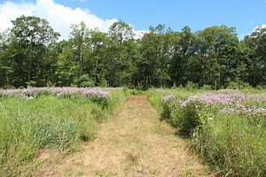 Bringing the forest back after shale gas | StateImpact Pennsylvania