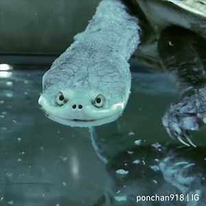 2.3M views · 18K reactions | This long neck turtle looks so goofy By ponchan928 | IG | 9GAG | Facebook