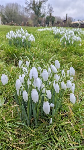 The Soul Collective | Soul Space Studio on Instagram: "Imbolc blessings 🌼❄️🤍 The wheel has gently turned again and we find ourselves at Imbloc. A Celtic fire 🔥 festival that’s sits midway between the Winter Solstice and the Spring Equinox. Imbolc is a festival of light, renewal, and gentle beginnings. Imbolc is ruled by the goddess Brigid (St Bride, Brigette, Brighd to name a few ways by which is is known) Brigid is the keeper of the flame and the well, a guardian of hearth, healing, and insp