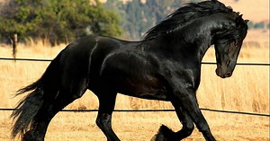 El origen del caballo frisón: un legado histórico