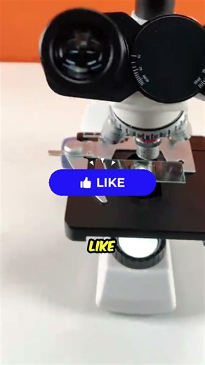 Beer under a microscope 🍺