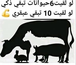 Comedy Shop | Comedy Shop