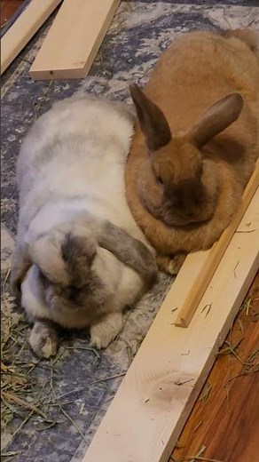 Rabbits, Sage and Hops, snuggling