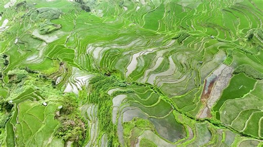 25K views · 2.5K reactions | How did a remote village in #Yunnan...