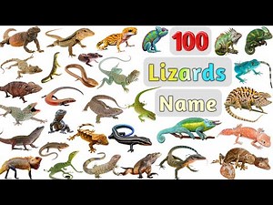 Lizards Vocabulary ll 100 Lizards Name in English With Pictures ll 100 Unique Lizards in the World
