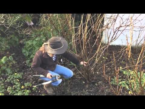 Pruning redcurrants