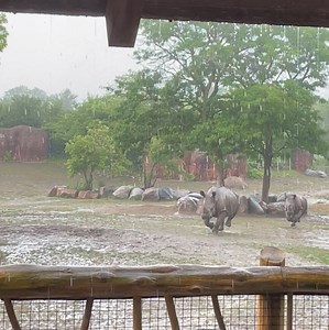 427 reactions · 7 comments | The Toronto Zoo on Reels | Facebook