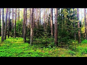 The Sounds of Spring🌿 Relaxing Birdsong for Sleep, Meditation & Peaceful Moments