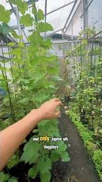Bibit anggur semi indukan #anggurindonesia #semiindukananggur #bibitangguremaja