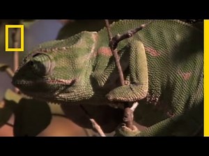 Boomslang vs. Chameleon | National Geographic