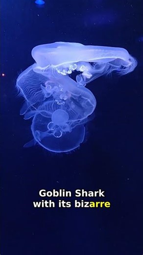 5 Incredible Marine Creatures That Look Sci-Fi