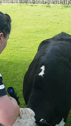 dispatching a cattle beast for homekill