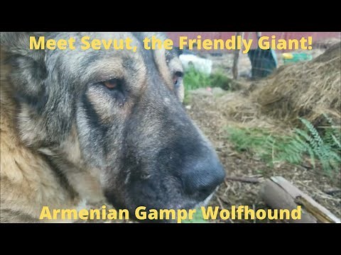 Rare Armenian Gampr Wolfhound - Meet Sevut, the giant breed livestock guardian dog in training.