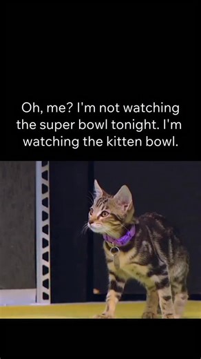 FBOY PROBLEMS | this is much better The Kitten Bowl is a feel-good Super Bowl alternative that swaps tackles and touchdowns for tiny kittens tumbling... | Instagram