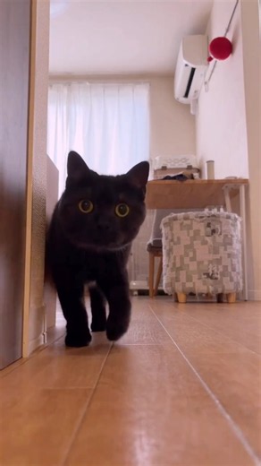 😍 The CUTEST Cat Compilation Ever! 🐾 Heart-Melting Moments You Can't Miss! 😻✨