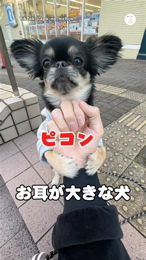大きなお耳で一生懸命に芸をするワンちゃんが可愛い💕 #ペキチワ #犬 #いぬ #かわいい #かわいい犬