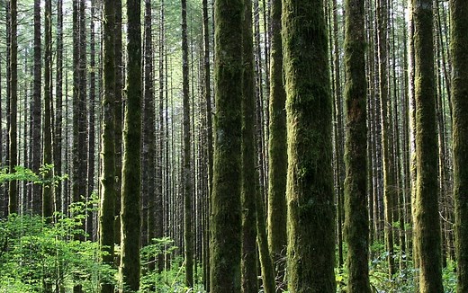 How Many Trees Are There in the World?