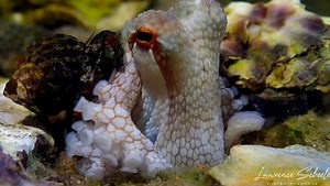 Do octopuses make you starry eyed? 🎥: snorkeldownunder Meet the Southern Star-eyed Octopus! This nocturnal small bodied octo (3 in/8cm) lives in shallow waters on areas of sand and rubble. See those white lines that surround the eye? That’s where it got it’s star-eyed nickname! To ID this rare species look at the ✪ eyes and the darkened net-like patterned grooves on it’s skin— this pattern is also referred to as reticulated. This rare (to us anyway) species wasn’t discovered until 2006! Lawrenc