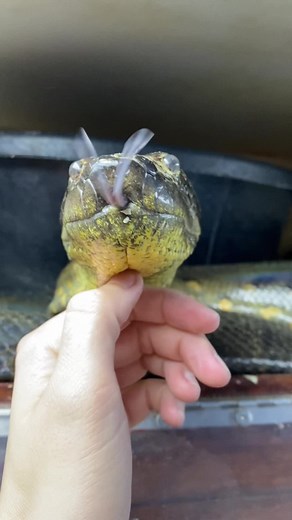 Exploring the World's Largest Snake: Green Anaconda
