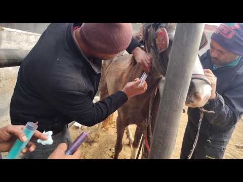 How to Give an IV Injection to a Horse (Step-by-Step Guide)