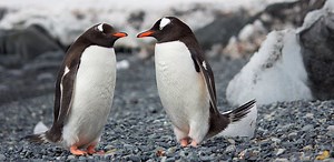 11 Games Staring Adorable Animals