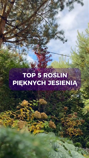 Listopad to wcale nie koniec ogrodu. 🍂 Na mojej rabacie wciąż jest życie — i to całkiem efektowne! Te pięć roślin trzyma formę mimo chłodu, przymrozków i krótszych dni. Niektóre z nich zyskują jeszcze więcej uroku, gdy reszta już śpi. 💚 🌿 Brunera ‘Sea Heart’ – liście wciąż jędrne i srebrzyste. 🌿 Miodunka ‘Trevi Fountain’ – dekoracyjna nawet po przymrozkach. 🌿 Żurawka ‘Black Pearl’ – błyszczy jakby dopiero zaczynała sezon. 🌿 Turzyca ‘Ice Dance’ – wiecznie zielona, jakby nie znała zimy. 🌿 B