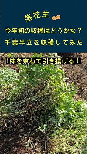 【千葉半立】今年初の落花生収穫をしてみたら凄かった