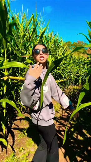 Corn maze