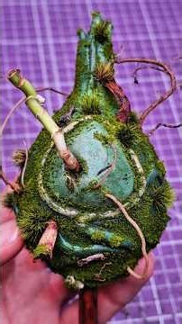 Transformo a Majin Boo en un Ecosistema Vivo 🌿✨