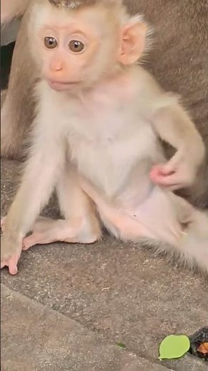 Monkey and puppy videos