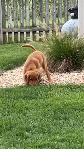 Adorable Puppy Moments to Celebrate 2025