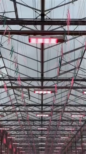El color rosa o púrpura de los invernaderos se debe a que las luces LED están diseñadas para emitir un espectro de luz específico que maximiza la fotosíntesis de las plantas, especialmente en temporadas con días más cortos o luz solar limitada. Razón del color rosa/púrpura Las plantas utilizan principalmente las longitudes de onda de luz azul y roja para la fotosíntesis eficiente. Luz Roja (aprox. 600-700 nm): Es crucial para la expansión de las hojas y la floración, promoviendo el crecimiento v